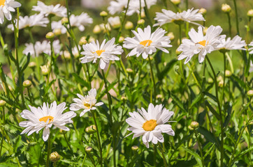 Charming daisies under the rays of the sun
