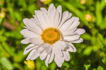 Fototapeta premium Charming daisies under the rays of the sun