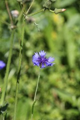 Bleuet