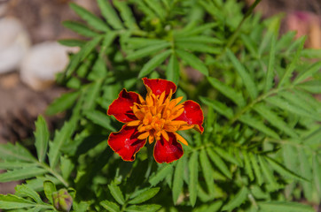 Very beautiful marigold flowers on a summer day