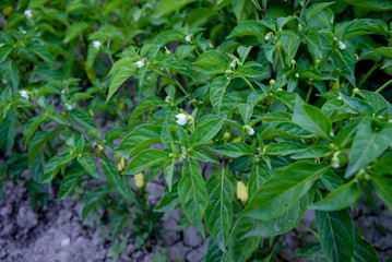 Fototapeta na wymiar Green pepper plant with fruit, flowers, stem and leaves.