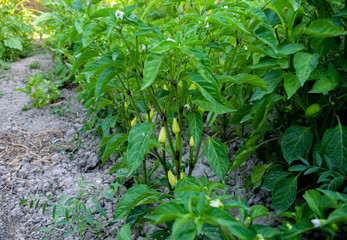 Green pepper plant with fruit, flowers, stem and leaves.