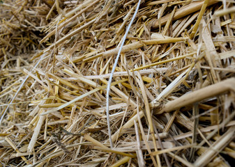 halm stack,dry stems and leaves of small cereals