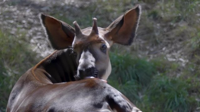 Okapi leaks his top back