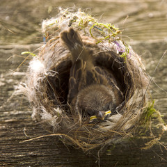 nestling in the nest
