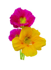 Fototapeta premium Nasturtium flowers isolated on white background