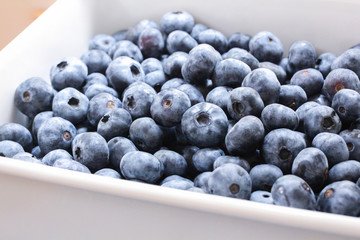 採れたての新鮮なブルーベリー