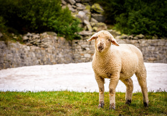 Switzerland sheep on the mountains