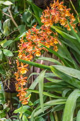 Tiger Orchid (Grammatophyllum speciosum). The worlds largest orchid in the greenhouse