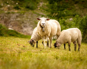 Naklejka na ściany i meble Switzerland Sheep on the mountains
