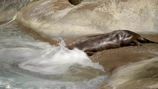 otter dive in water