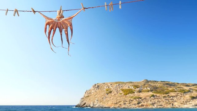 Octopus drying in the sun and hanging on a rope in Crete. Tentacles Drying in the Coastal Breeze. Drying Octopus on a Seaside Clothesline. Unique Presentation of Freshly Caught Seafood.