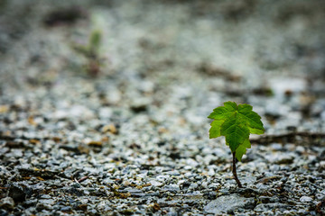 Life always find a way