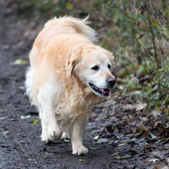 golden retrievers dog portrait in belgium
