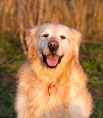 golden retrievers dog portrait in belgium