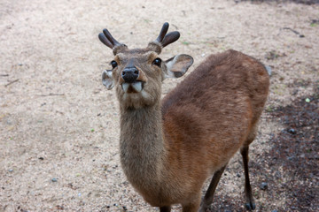 Obraz premium Deer of Miyajima