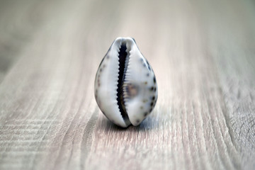 Sea shell in the form of female genitalia, vagina