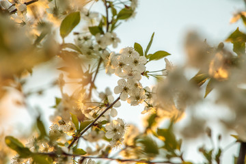 Branches of a blossoming apple-tree against the blue sky
