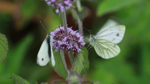 green veined white butterflys gathering nectar from water mint flowers during summer in scotland.