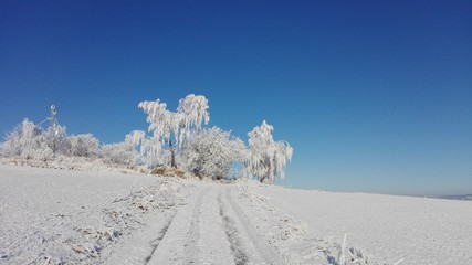 Winter frost tree