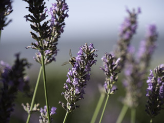 Honey bees feeding on lavender field in Provence, South of France