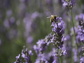 Honey bees feeding on lavender field in Provence, South of France