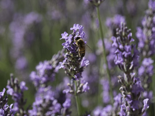 Honey bees feeding on lavender field in Provence, South of France