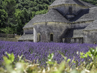 Full blooming of lavender field outside Senanque Abbey in Provence, South of France