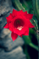 Rote Blüte 