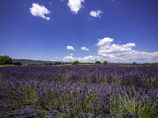 Naklejka premium Panoramic landscape of full blooming of lavender field in Provence, South of France