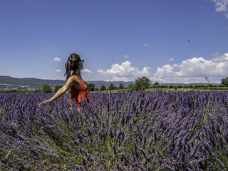 Fototapeta premium Asian woman solo traveller enjoying the full blooming of lavender field in Provence, France