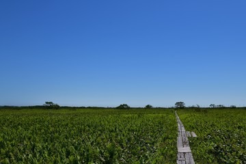 湿原と木道