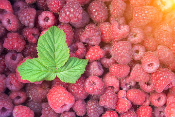 Green leaf of raspberry