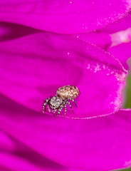 Jumping spider in garden