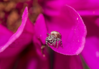Jumping spider in garden
