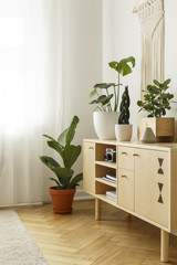 Plants on wooden cupboard in bright living room interior with window. Real photo