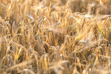 close-up of growing wheat on the field