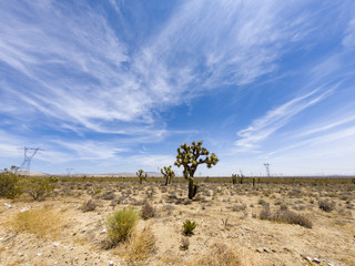 Joshua Tree, Yucca, Mojave, Mojave Desert