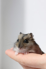 hamster look on hand