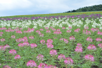 Cleome flower field