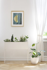 Poster on white wall above plants in living room interior with drapes at window. Real photo