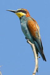  The European bee-eater sitting on a dry branch, natural design, is an incredibly colourful bird...