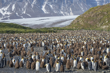 Obraz premium King Penguin Colony, Salisbury Plain, South Georgia Island, Antarctic