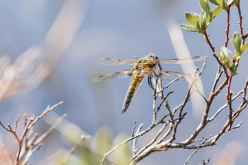 Four-Spotted Chaser.   An image of a Four-Spotted Chaser dragonfly, Libellula quadrimaculata, at rest, Forsinard Nature Reserve, Sutherland, Scotland.