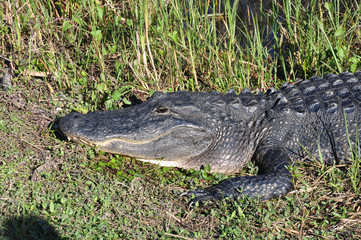 American alligator