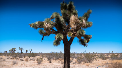Joshua tree