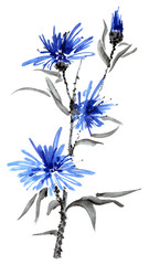 Blue flower, watercolor illustration, oriental traditional painting in style sumi-e and u-sin