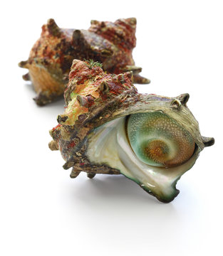 sazae , japanese horned turban shell 
