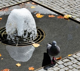 pigeon