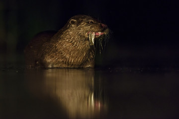 Eurasian River Otter - Lutra lutra, freswater nocturnal carnivores from European rivers.